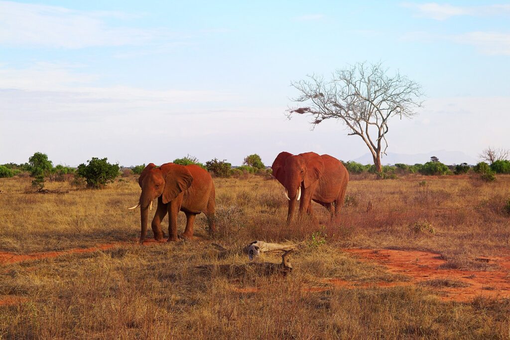 Safari au kenya