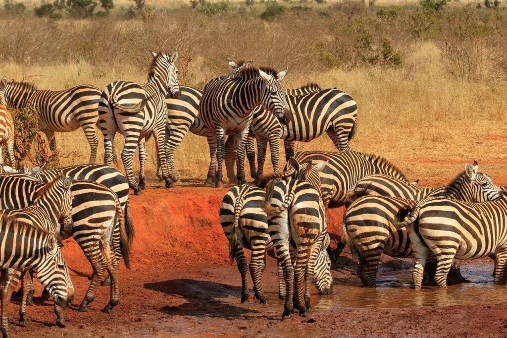 Safari au kenya